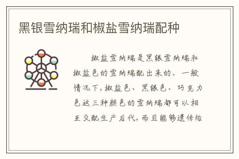 黑银雪纳瑞和椒盐雪纳瑞配种