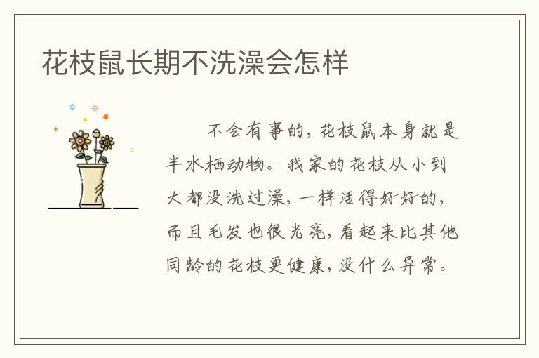 花枝鼠长期不洗澡会怎样