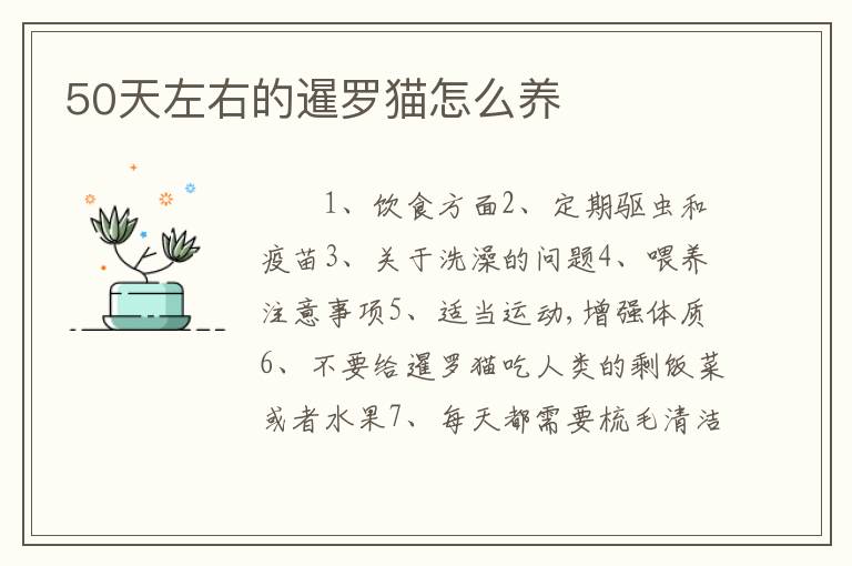 50天左右的暹罗猫怎么养