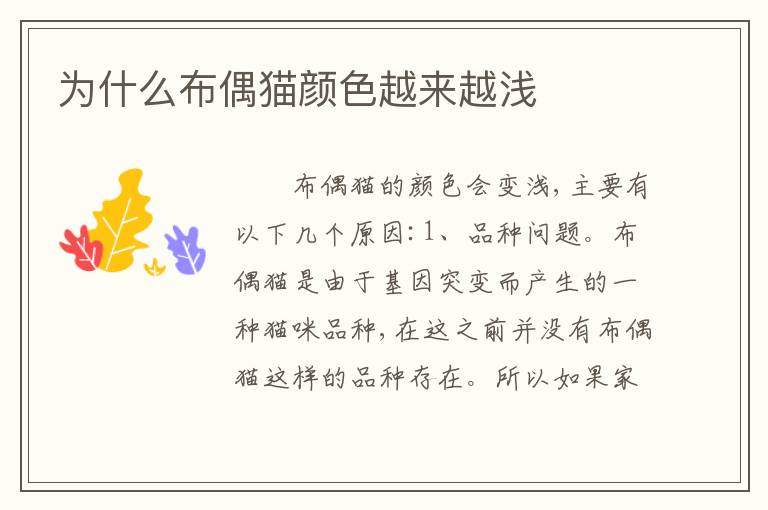 为什么布偶猫颜色越来越浅